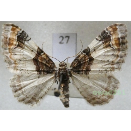 Catarhoe cuculata (Hufnagel, 1767) Czech27